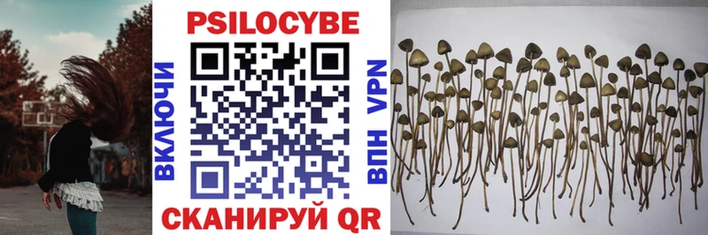 Псилоцибиновые грибы Psilocybine cubensis  Южноуральск 